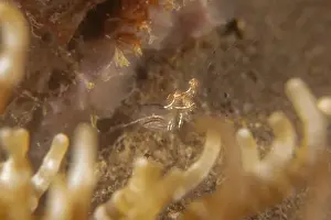Dardanus Prints: long-legged spider crab in the Sea of the Philippines