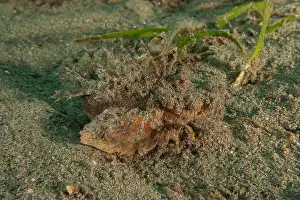 Dardanus Prints: long-legged spider crab in the Sea of the Philippines