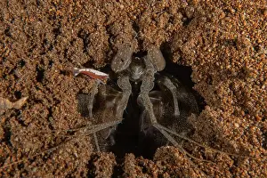 Dardanus Prints: long-legged spider crab in the Sea of the Philippines