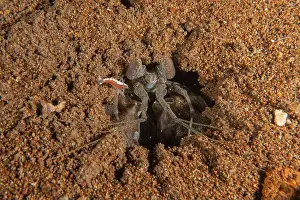 Dardanus Prints: long-legged spider crab in the Sea of the Philippines