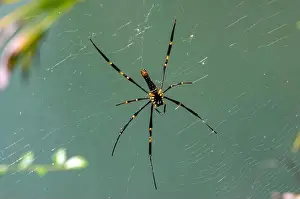 Abdomen Prints: Long-legs yellow and black spider on the net, selected focus
