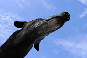 Underneath Prints: The long nose or snout of a large greyhound dog viewed from underneath against a blue sky