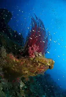 Sea Whips Prints: Long red whip coral bush (Ellisella ceratophyta) with a school of small silver glass fish