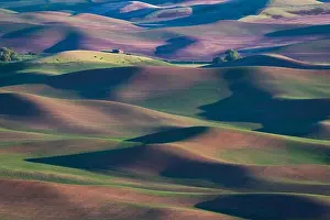 Calming Prints: Long shadows creep across Springtime farmland in the Palouse Region of Eastern Washington State