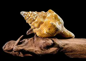 Odesa Oblast Prints: Long-Siphoned Whelk on Driftwood black background
