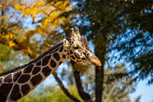 Tucson Prints: A long slender giraffe in Tucson, Arizona