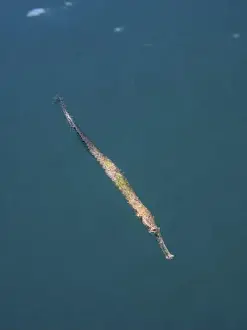 Hovering Prints: A long, slender triangular sea needle (Alligator pipefish) with a greenish colour floats in the blue seawater