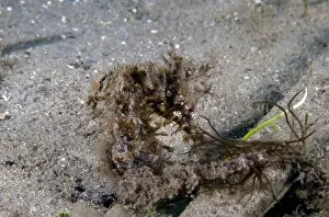 Critter Prints: A Long-snouted Seahorse (Hippocampus guttulatus) in Florida, USA