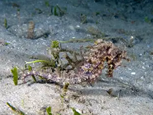 Critter Prints: A Long-snouted Seahorse (Hippocampus guttulatus) in Florida, USA