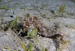 Critter Prints: A Long-snouted Seahorse (Hippocampus guttulatus) in Florida, USA