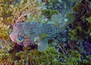 Cortez Prints: A Long-spine Porcupinefish (Diodon holocanthus) in Baja California Sur, Mexico