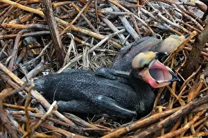 LONG-TAILED CORMORANT, ( Phalacrocorax africanus) as known as, Reed Cormorant chicks in a nest at Musambwa Island in Lake Victoria Uganda