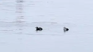 Medium Sized Prints: Long-tailed ducks on Baltic Sea