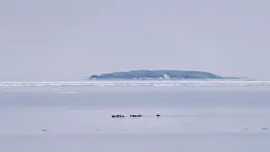 Medium Sized Prints: Long-tailed ducks on Baltic Sea