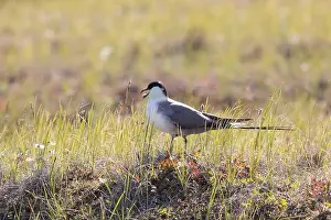 Yakutia Prints: Long-tailed jaeger bird sitting on the grass