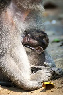 Macaque Prints: Long-tailed macaque monkey breastfeeding its baby outdoors