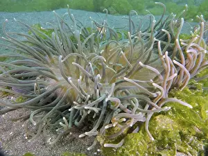 Bays Prints: Long tentacles of a green sea anemone