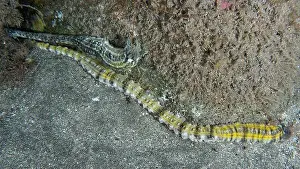 Echinoderm Prints: A long, yellow striped snake sea cucumber (Euapta lappa)