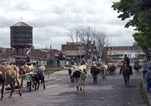 Bovine Prints: Longhorn Cattle Drive. Fort Worth Stockyards. Texas USA