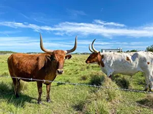 Orlando Prints: Longhorn Cattle grazing in a pasture in the Laureate Park neighborhood of Lake Nona in Orlando