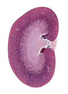 Cells Prints: Longitudenal section of kidney microscope preparation
