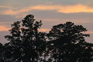 Nature Background Prints: Longleaf pine (Pinus palustris) forest at sunset, North Carolina, United States