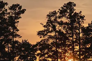 Nature Background Prints: Longleaf pine (Pinus palustris) forest at sunset, North Carolina, United States