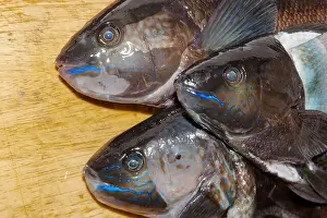 Kelp Prints: A look at life in New Zealand. Butterfish (Odax Pullus) Caught spearfishing: beautiful electric-blue stripes