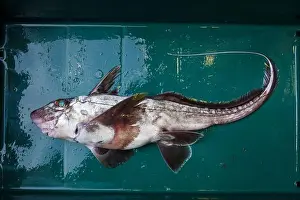 Spines Prints: A look at life in New Zealand. Dark Ghost Sharks (Hydrolagus novaezealandiae)
