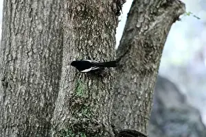 Warbler Prints: Looking up at a a cute, colorful painted redstart perched on the side of a tree at Ramsey Canyon in Hereford
