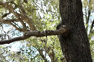 Distinctive Prints: Looking up at an Arizona woodpecker perched on a tree branch at Ramsey Canyon in Hereford