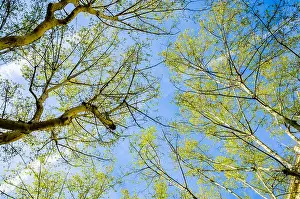 Treetop Prints: Looking up at the canopy of London Plane trees on Las Ramblas in Barcelona, Spain