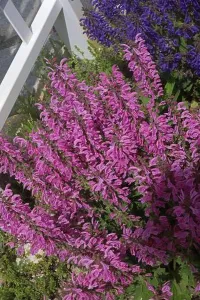 Evening Attire Prints: Looking down at a group of Pink Moulin Rouge and Purple Evening Attire Salvia flowers