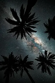 Infinity Prints: Looking up at the Milky Way galaxy through a group of Chilean palm trees in central Chile
