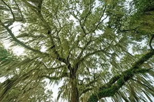 South Carolina Prints: Looking Up At the Spanish Moss on a Cloudy Day in the Ernest F