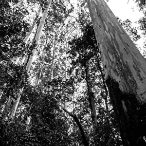 Sheltered Prints: Looking up at tall, moss-covered Sydney Blue Gums