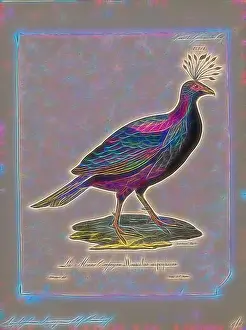 2007 Prints: Lophophorus impeyanus, Print, The Himalayan monal (Lophophorus impejanus)