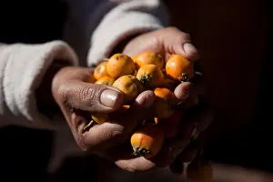 Humble Prints: Loquats in the hands of a local woman in the Sacred Valley in Peru
