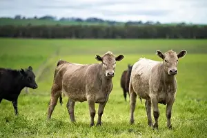 Cattle Grazing Prints: lose up of Stud Beef bulls, cows and calves grazing on grass in a field