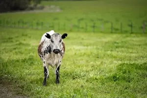 lose up of Stud Beef bulls, cows and calves grazing on grass in a field