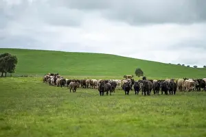Cattle Grazing Prints: lose up of Stud Beef bulls, cows and calves grazing on grass in a field