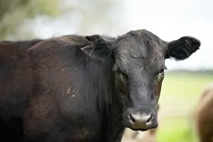 Cattle Grazing Prints: lose up of Stud Beef bulls, cows and calves grazing on grass in a field
