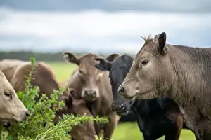 Cattle Grazing Prints: lose up of Stud Beef bulls, cows and calves grazing on grass in a field