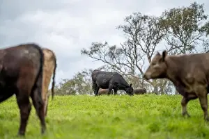 Cattle Grazing Prints: lose up of Stud Beef bulls, cows and calves grazing on grass in a field