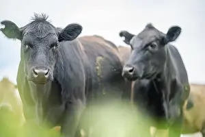 Cattle Grazing Prints: lose up of Stud Beef bulls, cows and calves grazing on grass in a field