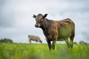 Cattle Grazing Prints: lose up of Stud Beef bulls, cows and calves grazing on grass in a field
