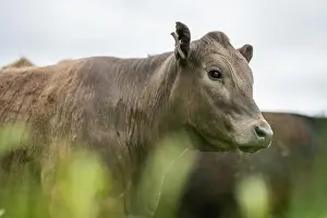 lose up of Stud Beef bulls, cows and calves grazing on grass in a field