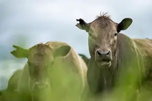 lose up of Stud Beef bulls, cows and calves grazing on grass in a field