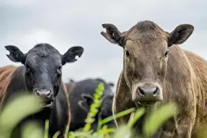 Cattle Grazing Prints: lose up of Stud Beef bulls, cows and calves grazing on grass in a field