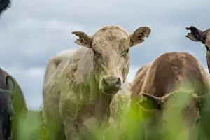 lose up of Stud Beef bulls, cows and calves grazing on grass in a field